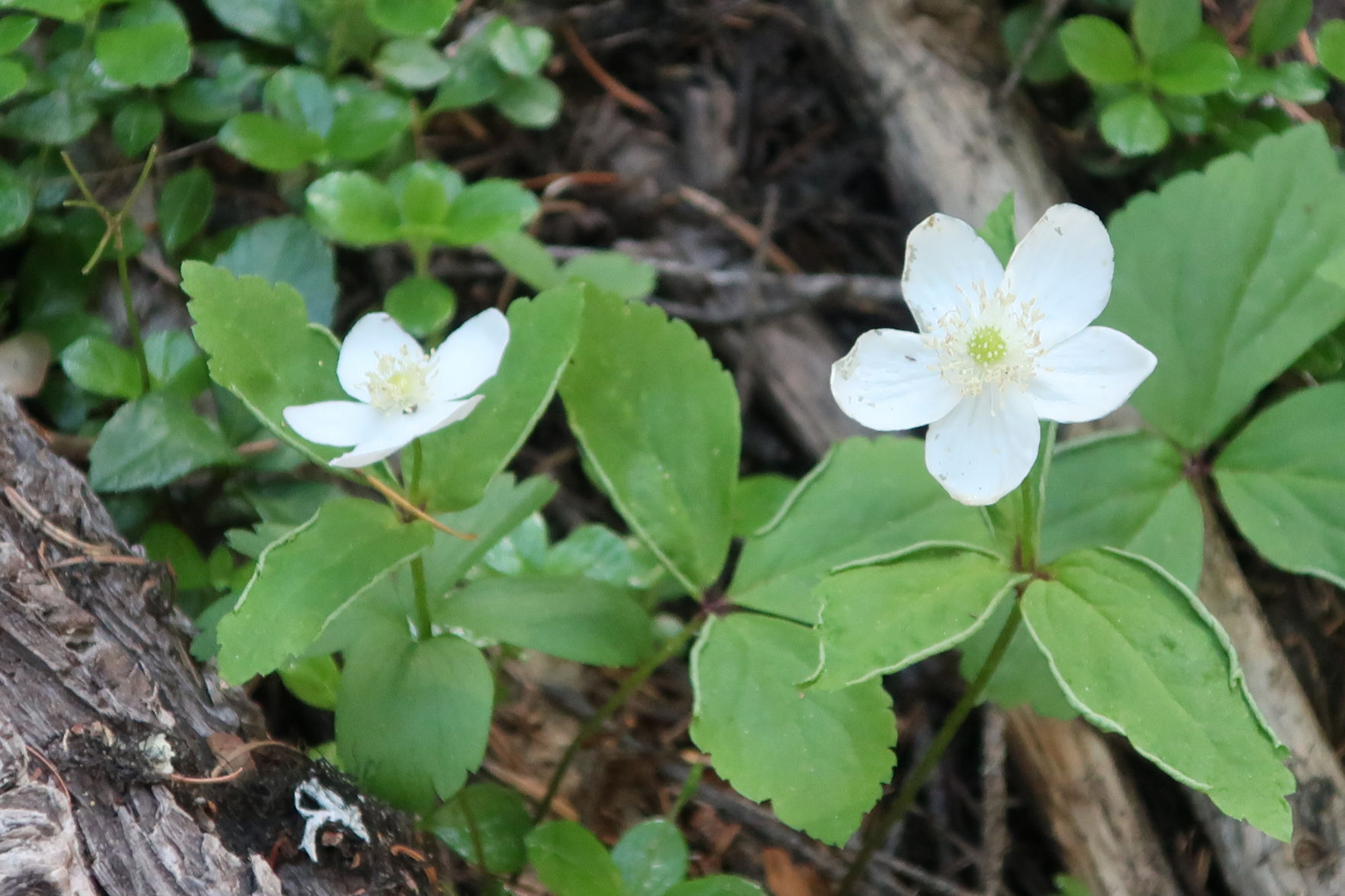 Brown Mountain wildflowers